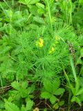 Euphorbia cyparissias