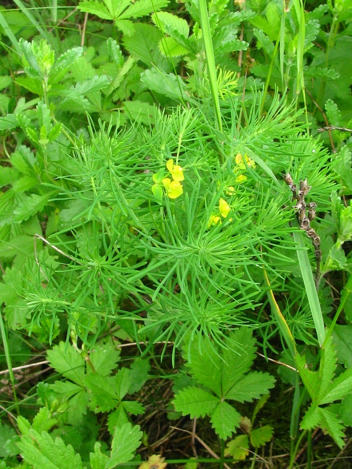 Изображение особи Euphorbia cyparissias.