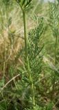 Tanacetum millefolium