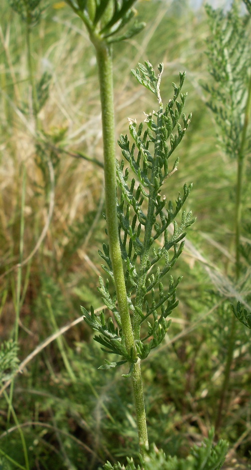Image of Tanacetum millefolium specimen.