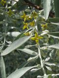 Elaeagnus angustifolia. Часть побега с бутонами и цветками. Украина, г. Запорожье. 30.05.2009.