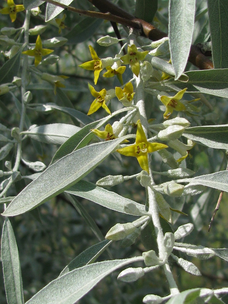 Изображение особи Elaeagnus angustifolia.