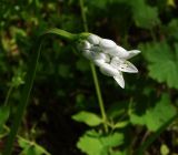 Allium neapolitanum. Соцветие с распускающимися цветками. Израиль, Нижняя Галилея, г. Верхний Назарет, ландшафтный парк. 13.03.2011.