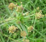 Plantago afra