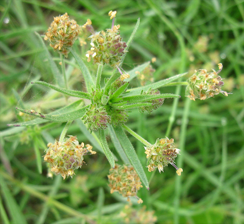Изображение особи Plantago afra.