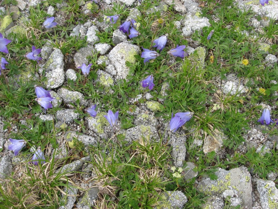 Image of Campanula biebersteiniana specimen.