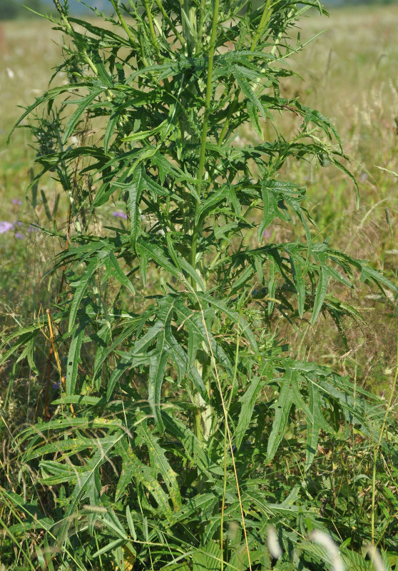 Изображение особи Cirsium pendulum.