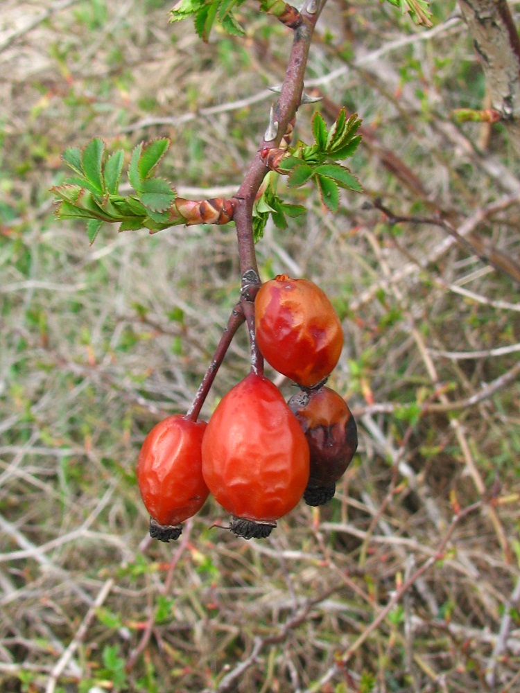 Image of Rosa canina specimen.