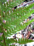 Polystichum setiferum