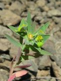 Euphorbia taurinensis