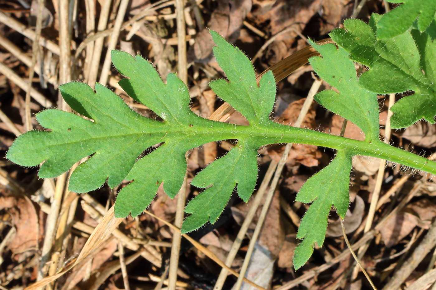 Image of Papaver albiflorum specimen.