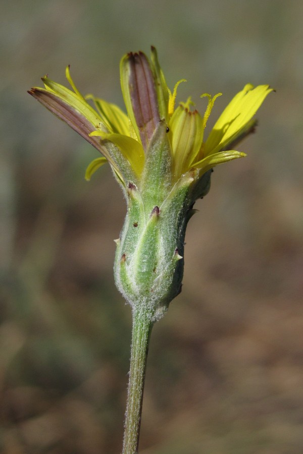 Image of Scorzonera cana specimen.