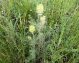 Oxytropis pilosa