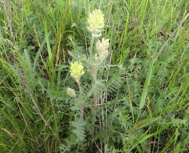 Изображение особи Oxytropis pilosa.