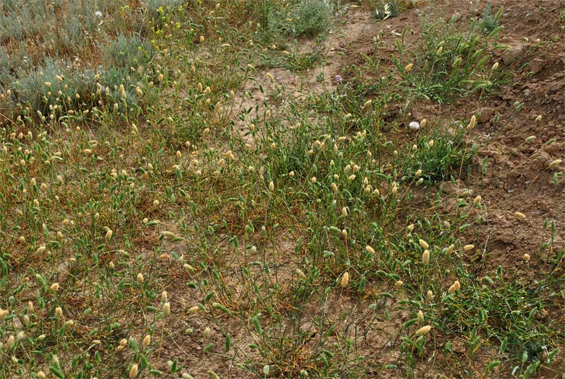 Image of Phalaris minor specimen.