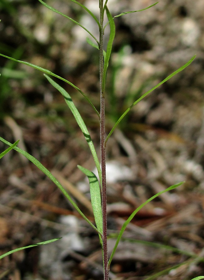 Image of Campanula rotundifolia specimen.