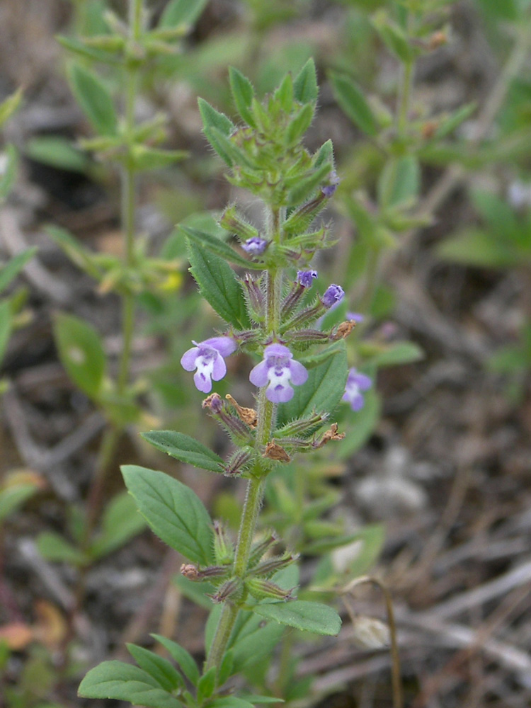 Image of Ziziphora acinos specimen.