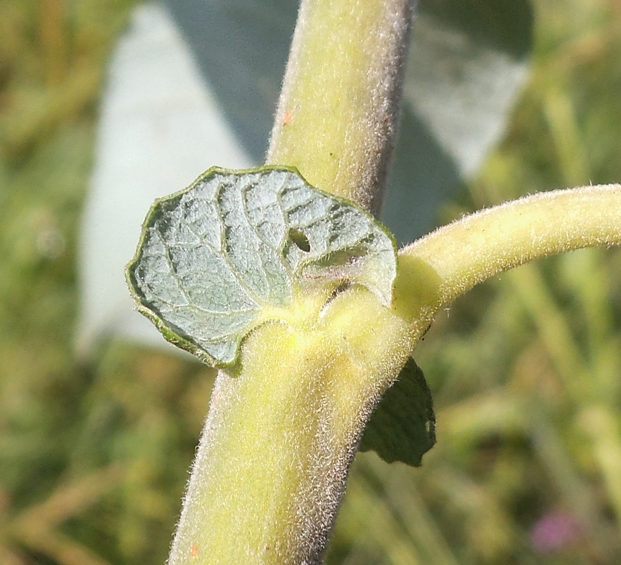 Image of Salix cinerea specimen.
