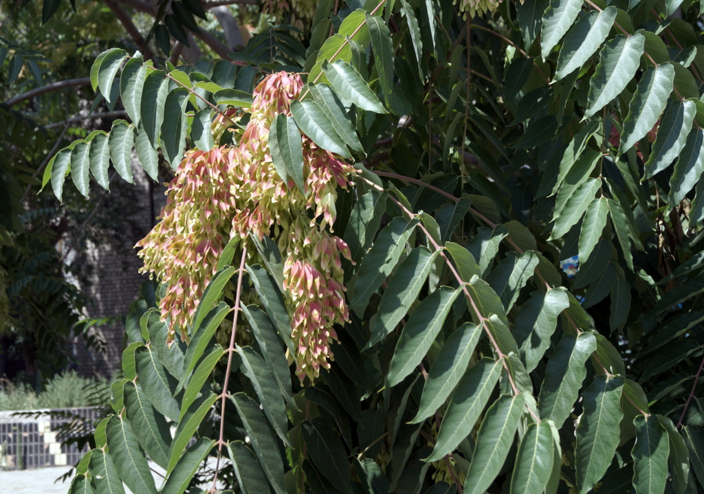 Изображение особи Ailanthus altissima.