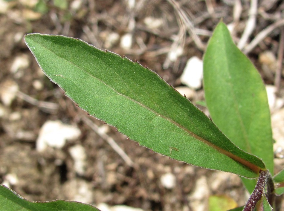 Image of Aster sibiricus specimen.