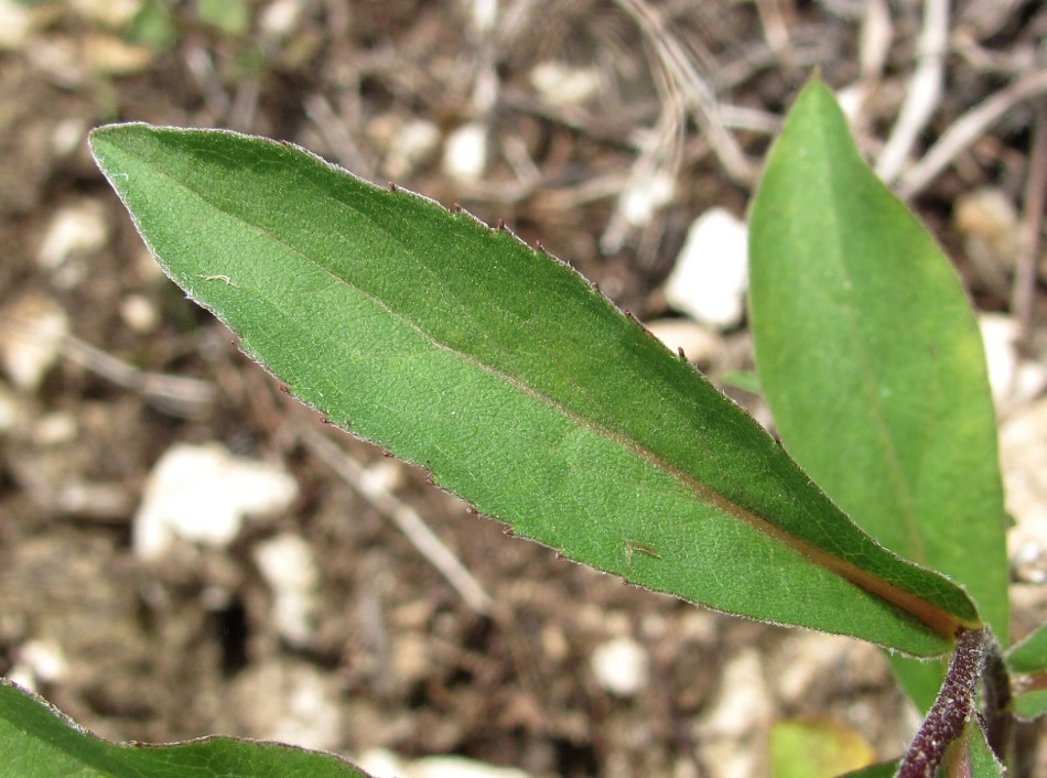 Изображение особи Aster sibiricus.