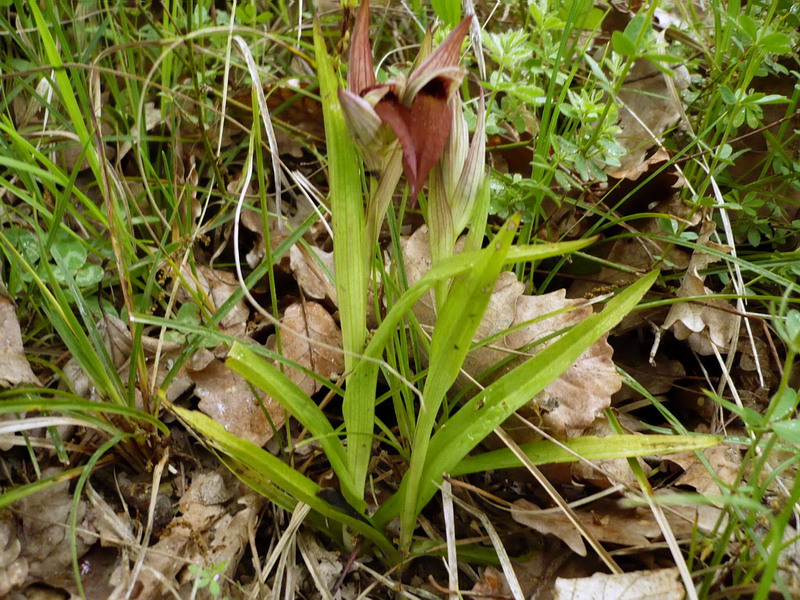 Изображение особи Serapias orientalis ssp. feldwegiana.