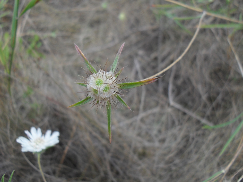 Image of Lomelosia argentea specimen.