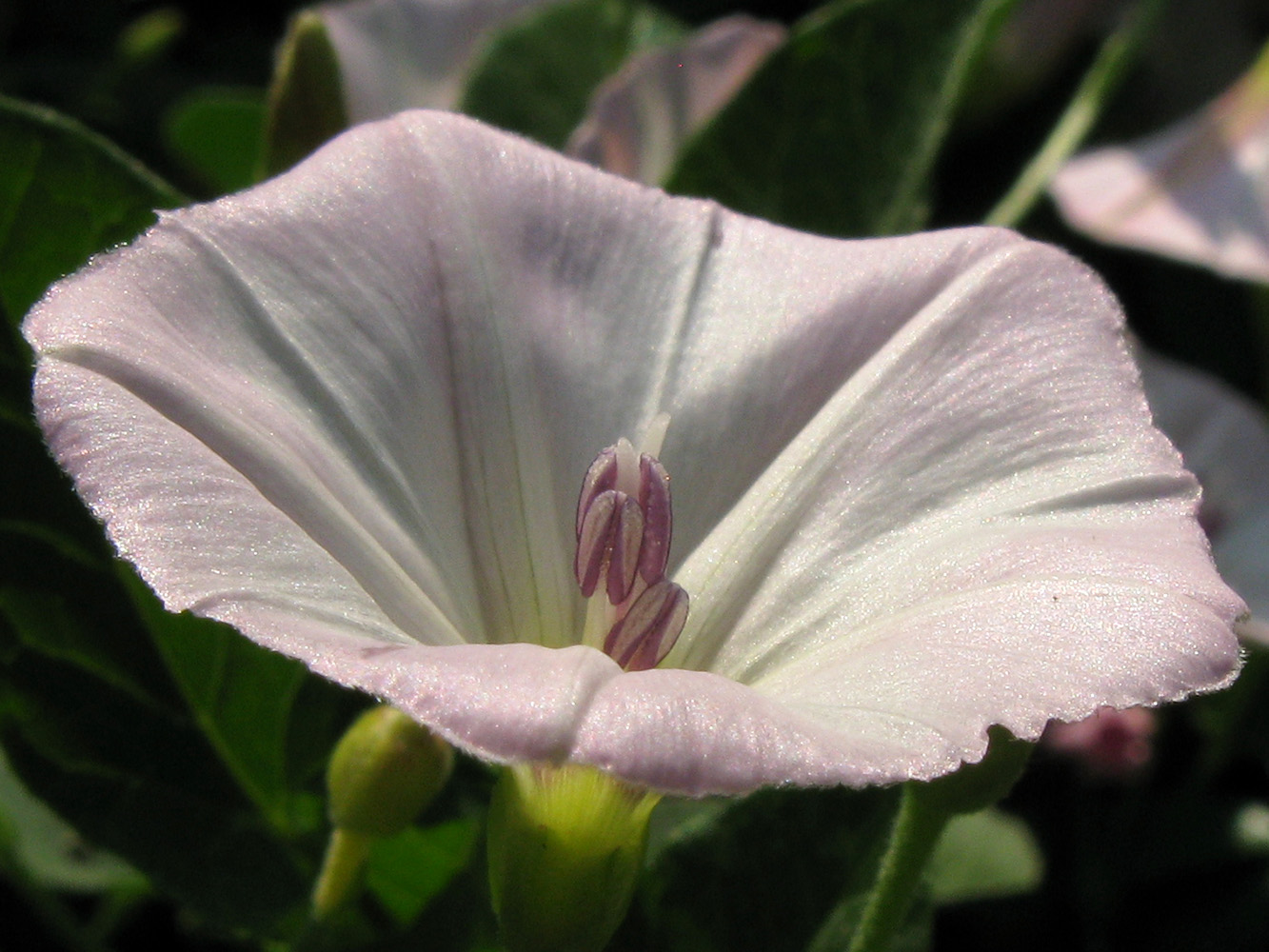 Image of Convolvulus arvensis specimen.