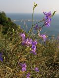 Delphinium paniculatum