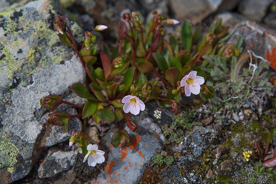 Изображение особи Claytonia joanneana.