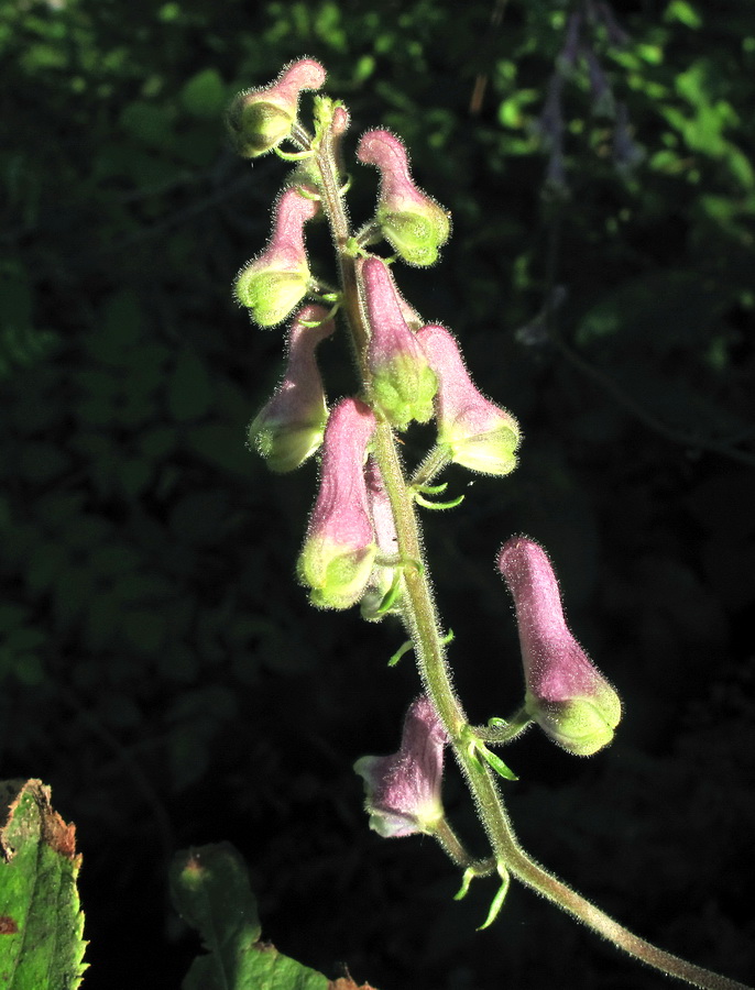 Image of Aconitum alboviolaceum specimen.