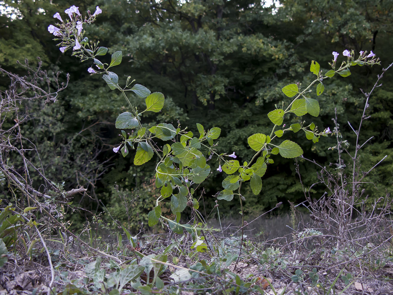 Image of Drymosiphon grandiflorus specimen.