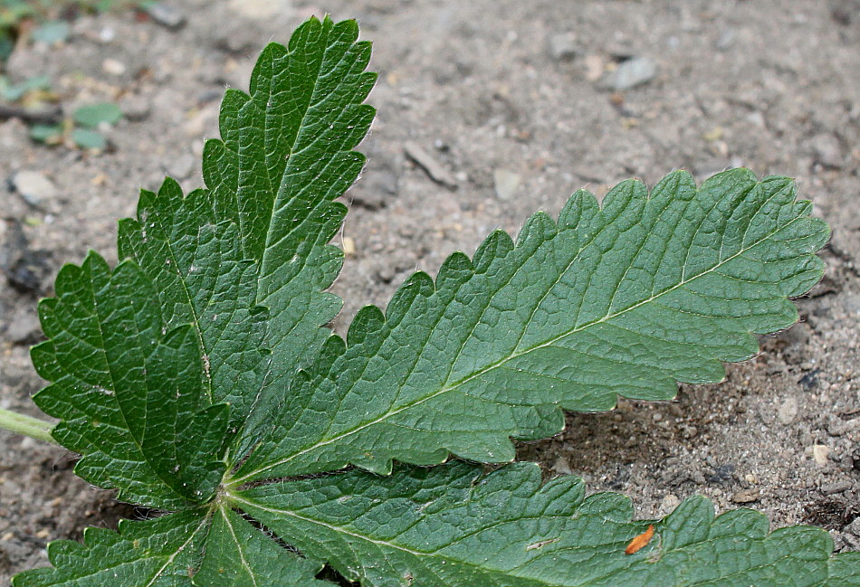 Image of Potentilla verna specimen.