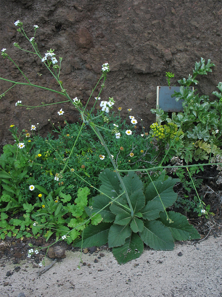 Изображение особи Crambe scaberrima.