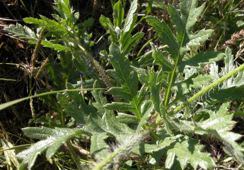 Изображение особи Papaver rhoeas.