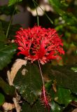 Hibiscus schizopetalus