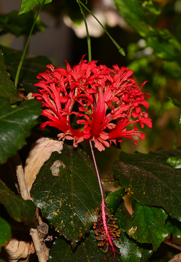 Изображение особи Hibiscus schizopetalus.