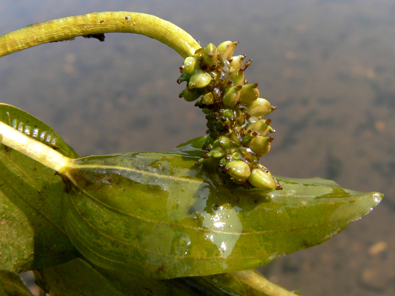 Изображение особи Potamogeton perfoliatus.