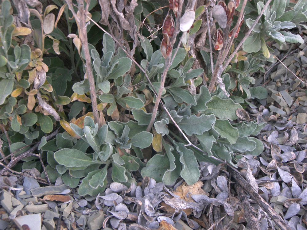 Изображение особи Fibigia eriocarpa.