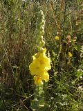 Verbascum phlomoides