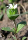 Cerastium semidecandrum