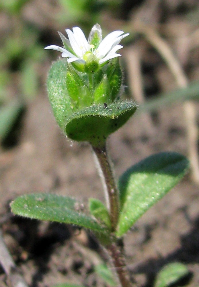 Изображение особи Cerastium semidecandrum.