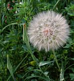 Tragopogon подвид major