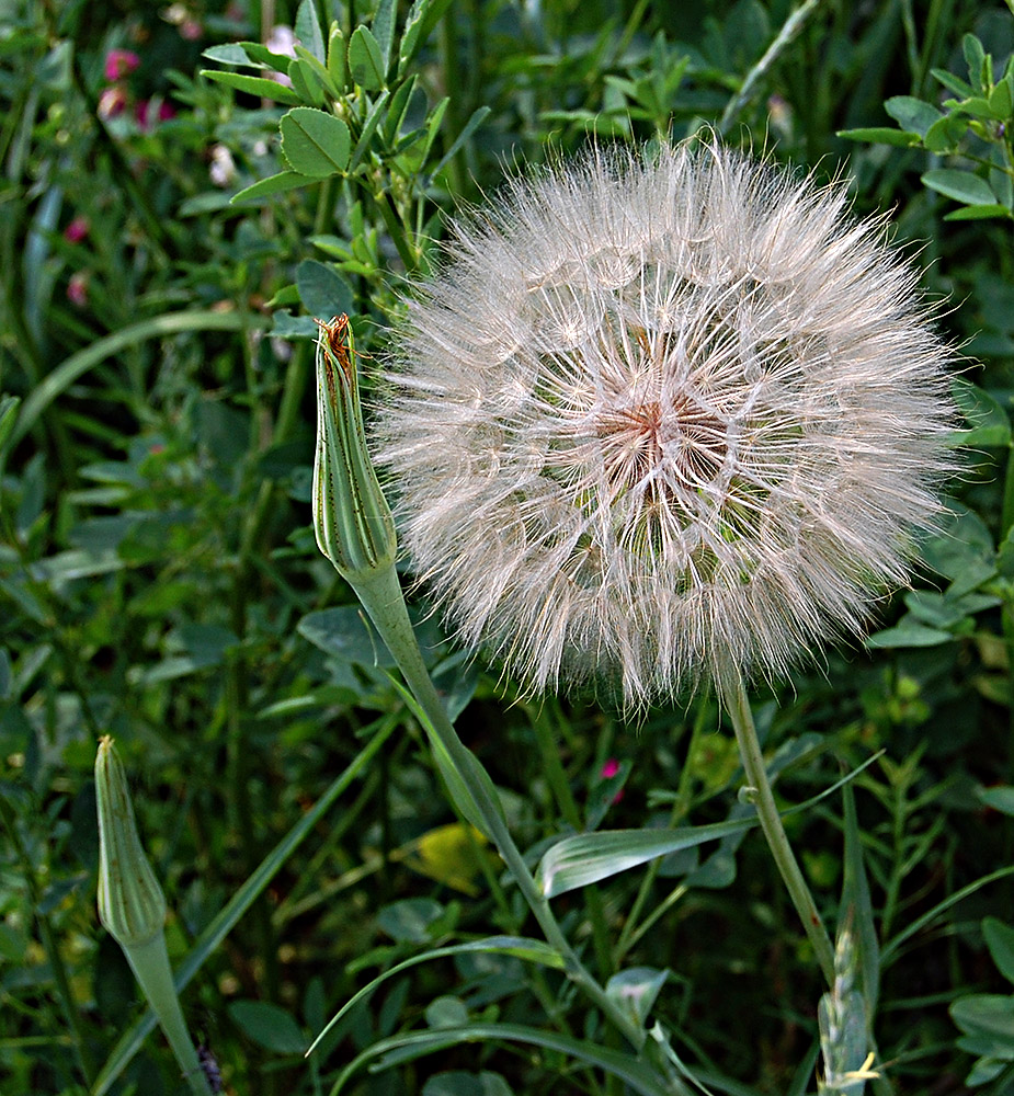 Image of Tragopogon dubius ssp. major specimen.