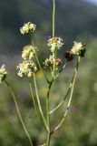 Poterium polygamum. Соцветия. Южный Казахстан, хр. Каржантау, ущ. Кызылбулак, левый гребень. 28.05.2013.