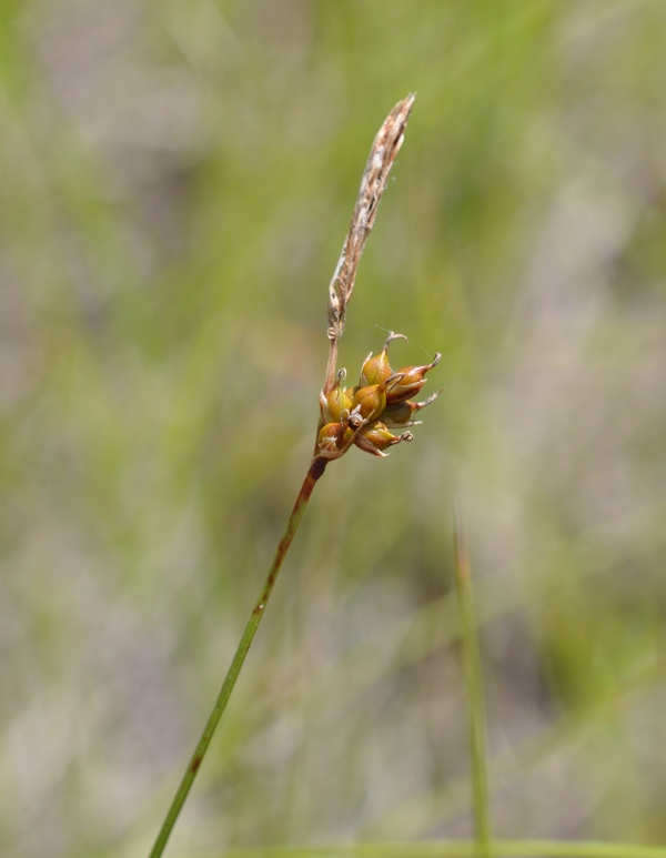 Image of Carex korshinskyi specimen.