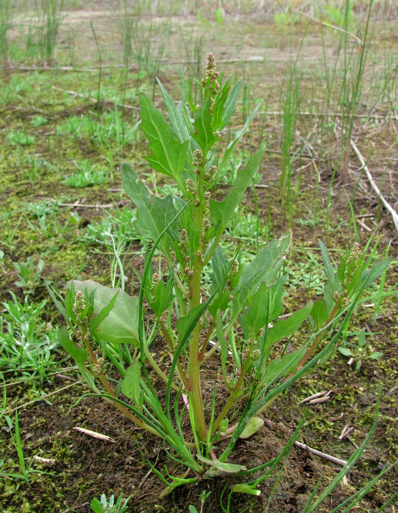 Image of Oxybasis rubra specimen.