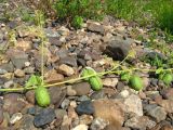 Echinocystis lobata. Часть побега с незрелыми плодами. Кемеровская обл., Горная Шория, р. Кондома, галечная отмель. 29.07.2008.