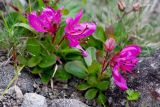 Rhododendron camtschaticum. Цветущее растение. Курильские о-ва, о. Шикотан, каменистый склон мыс Анама. 24.06.2013.