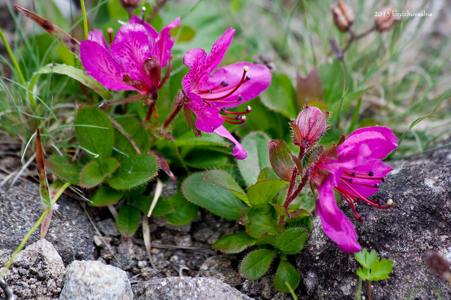 Image of Rhododendron camtschaticum specimen.